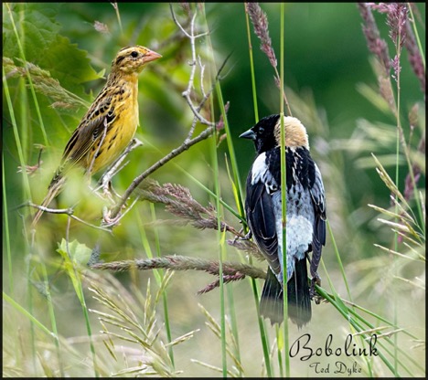 photo of two birds sitting on long blades of grass