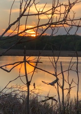 herons in the water at dusk