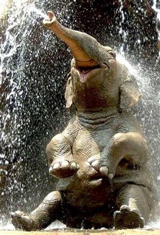 elephant spraying himself with water
