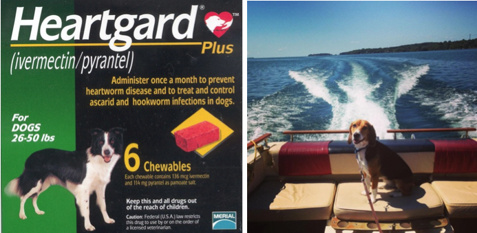 Blog Henry and Heartgard