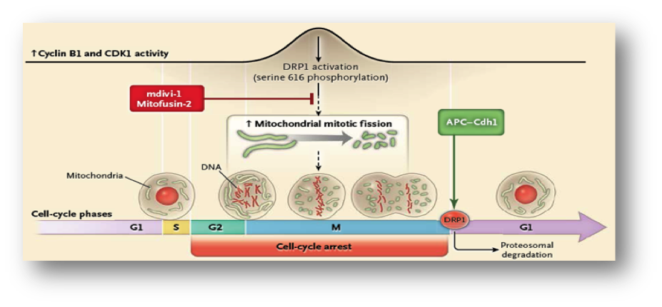 cyclin-b1-and-cdk1-activity