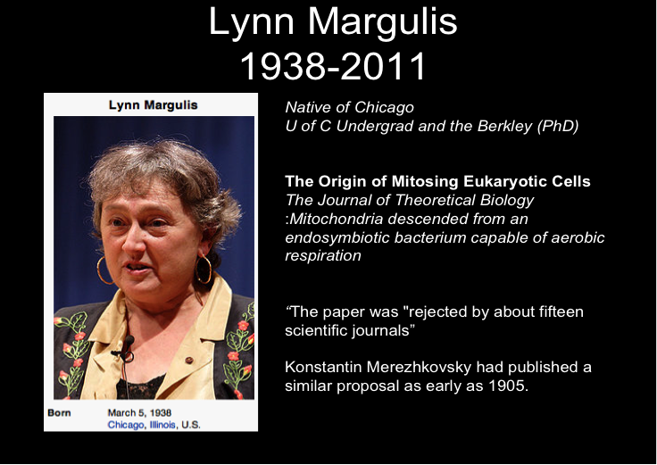 dr-margulis