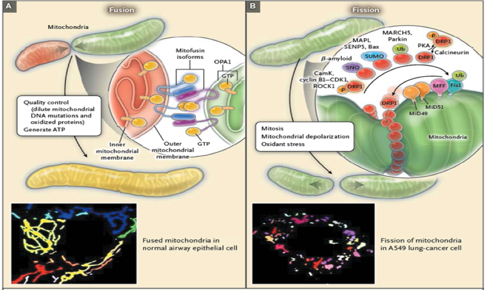 fusion-fission-images