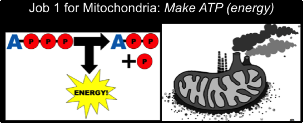 job-1-for-mitochondria-make-atp