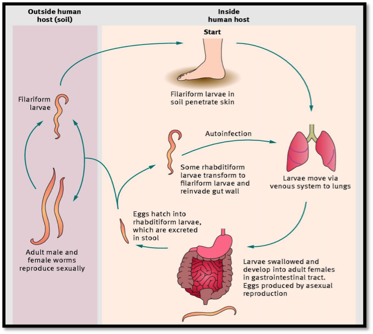 Life Cycle Strongyloides