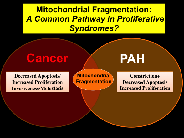 mitochondrial-fragmentation-a-common-pathway-in-proliferative-syndromes
