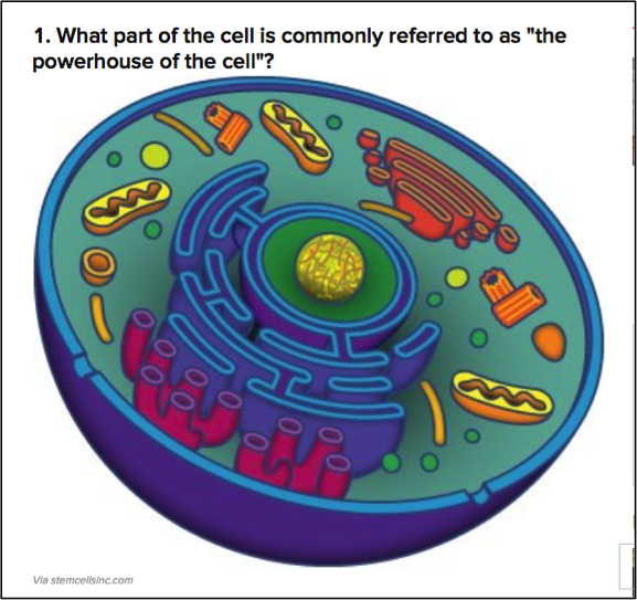what-part-of-the-cell-is-referred-to-as-the-powerhouse-image