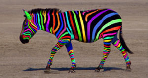 zebra