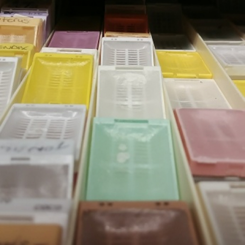 Histology sevices