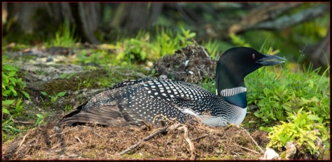 Photo of a loon nesting