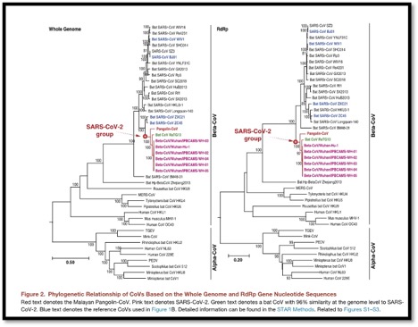 genome of pangolin CoV