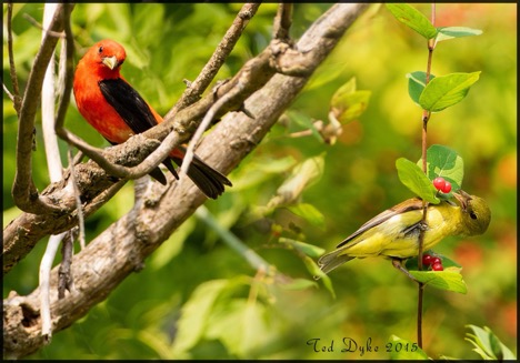 photo of a red bird with black wing perched on a tree branch