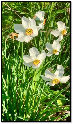 photo of white flowers