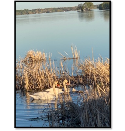 photo of 2 swans swimming in lake