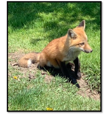 photo of a young fox