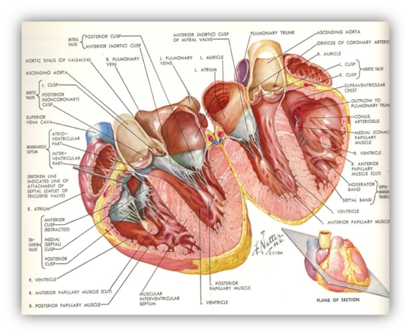 diagram of heart