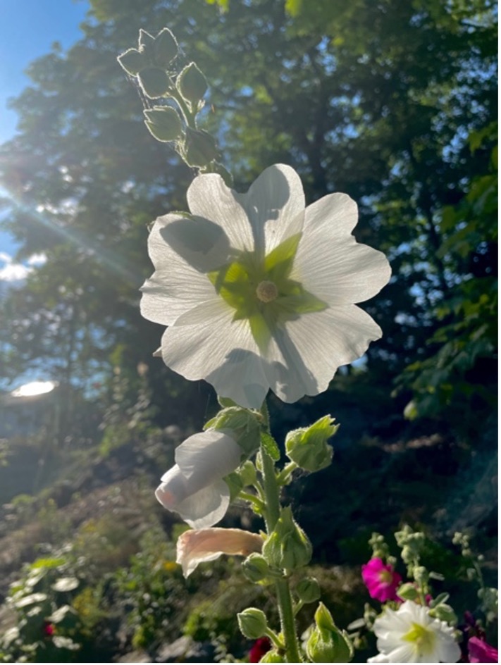 photo of flower and sun rays