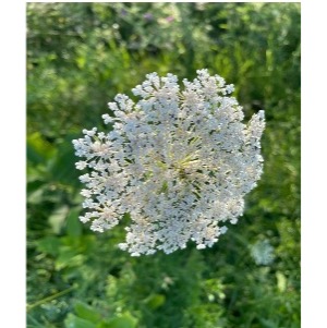 photo of white lacy flower