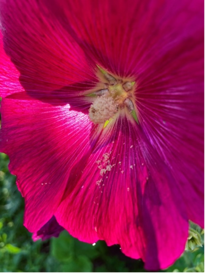 photo of pink flower