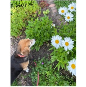 photo of dog smelling flowers