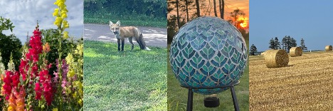 PEI Photos - Flowers, a fox, a glass globe, hay