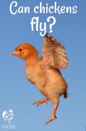picture of a chicken trying to fly