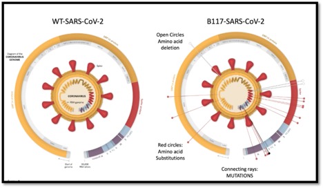 2 circular pie charts