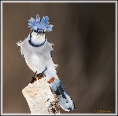 picture of a blue jay on a birch tree branch
