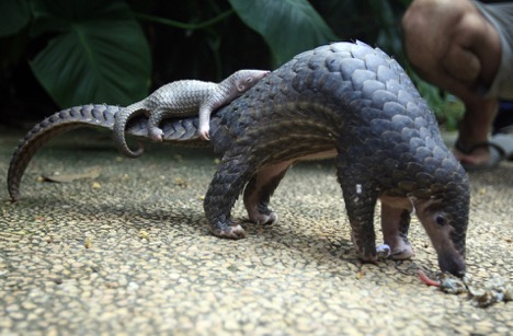 picture of a pangolin