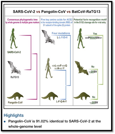 sars vs pangolin vs bat transmission to humans