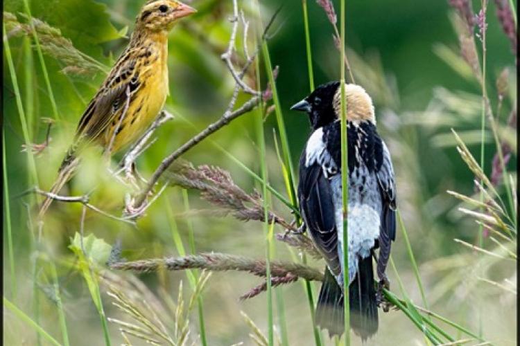 photo of two birds sitting on long blades of grass