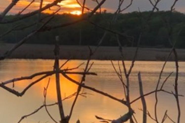 herons in the water at dusk