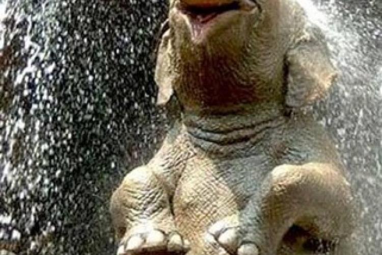 elephant spraying himself with water