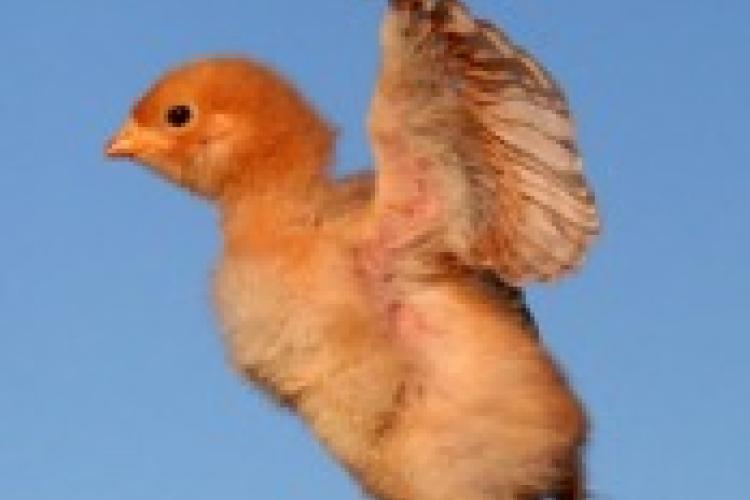 picture of a chicken trying to fly