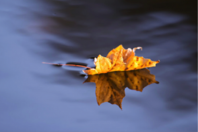 Resolute: Standing on Guard for Canada in an Age of Ebola and Terrorism