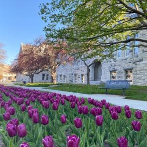 Queens University building with purple tulips