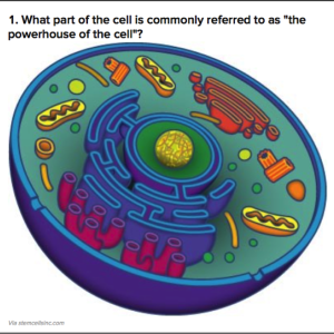 Targeting Mitochondrial Dynamics to Treat Cancer and Pulmonary Hypertension